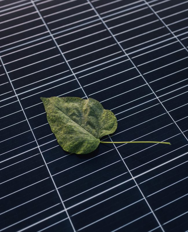 A leaf on a photovoltaic system and panel, for sustainable energy and against climate change
